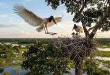 El tuiuiú vuelve a dominar los cielos del Pantanal Um tuiuiú adulto de asas abertas pousando em seu ninho no topo de uma árvore piúva