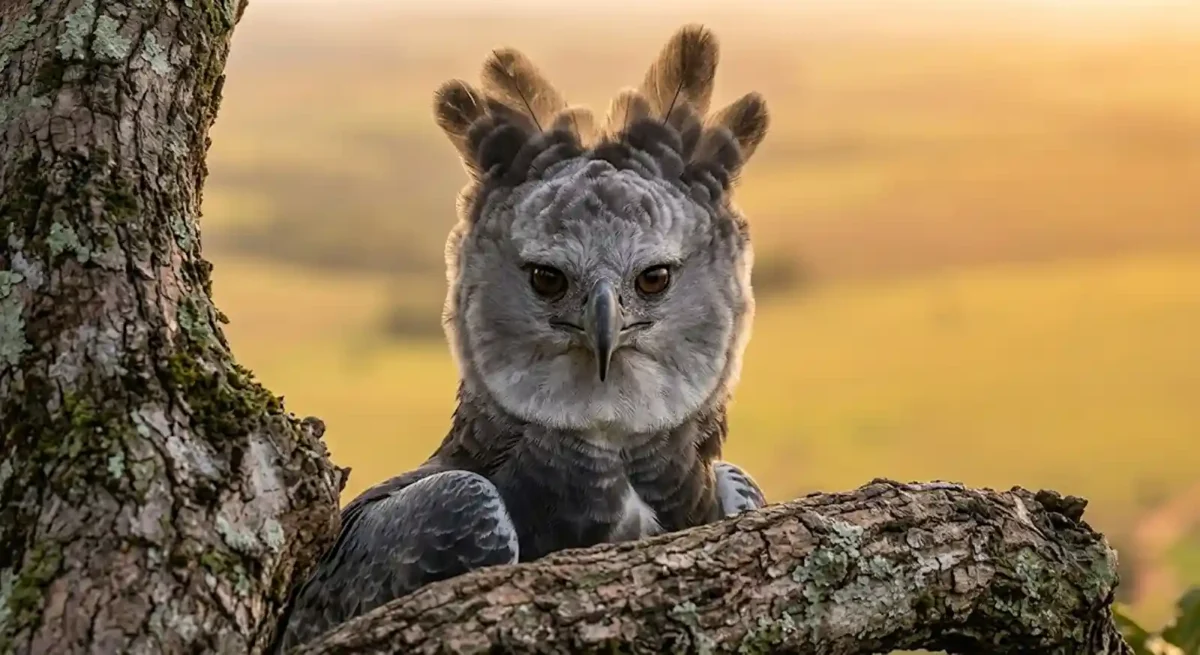 Uma águia-harpia adulta