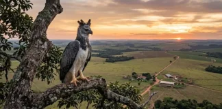 O santuário improvável da maior águia do mundo em Mato Grosso Uma águia-harpia adulta pousada em um galho imenso