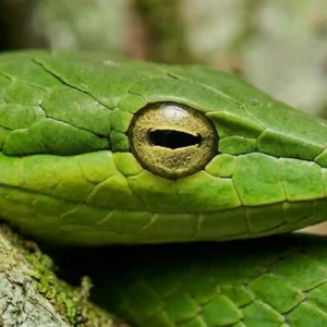 A fascinante cobra que desaparece entre os cipós da Amazônia e engana até pesquisadores muito experientes Uma cobra-cipó verde incrivelmente fina esticada entre folhas e galhos, perfeitamente camuflada no ambiente amazônico sob a luz solar difusa