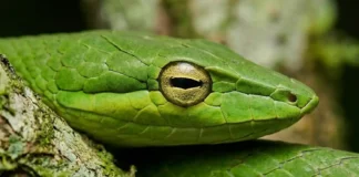 A fascinante cobra que desaparece entre os cipós da Amazônia e engana até pesquisadores muito experientes Uma cobra-cipó verde incrivelmente fina esticada entre folhas e galhos, perfeitamente camuflada no ambiente amazônico sob a luz solar difusa