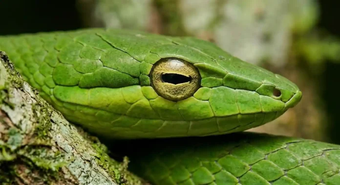 Uma cobra-cipó verde incrivelmente fina esticada entre folhas e galhos, perfeitamente camuflada no ambiente amazônico sob a luz solar difusa
