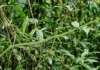 Uma cobra-verde apareceu no muro da casa: o que pode ter atraído o animal até ali e quando existe perigo de verdade? Uma cobra-cipó verde incrivelmente fina esticada entre folhas e galhos, perfeitamente camuflada no ambiente amazônico sob a luz solar difusa
