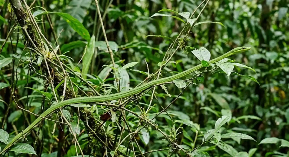 Uma cobra-cipó verde incrivelmente fina esticada entre folhas e galhos, perfeitamente camuflada no ambiente amazônico sob a luz solar difusa