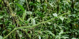 Uma cobra-verde apareceu no muro da casa: o que pode ter atraído o animal até ali e quando existe perigo de verdade? Uma cobra-cipó verde incrivelmente fina esticada entre folhas e galhos, perfeitamente camuflada no ambiente amazônico sob a luz solar difusa