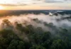 O pulmão do mundo que remove a poluição de 1,5 bilhão de carros por ano Vista aérea de uma floresta densa e preservada com neblina matinal subindo das copas das árvores na Amazônia
