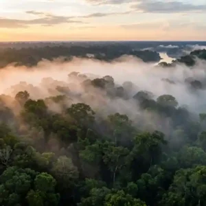 O pulmão do mundo que remove a poluição de 1,5 bilhão de carros por ano Vista aérea de uma floresta densa e preservada com neblina matinal subindo das copas das árvores na Amazônia