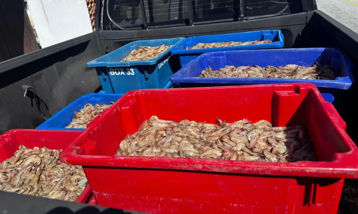 Período de defeso do camarão rosa resulta em prisões e apreensões pela polícia federal no rio de janeiro 1 a7b2f0ad b1c4 4901 a99e e0bf67231d32