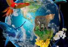 Curva universal de desempenho térmico revela por que todas as espécies da árvore da vida compartilham o mesmo limite biológico diante do calor.