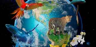 Curva universal de desempenho térmico revela por que todas as espécies da árvore da vida compartilham o mesmo limite biológico diante do calor.