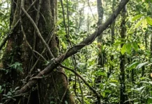 El veneno de las lianas amazónicas que hoy salva vidas en el quirófano cipó Strychnos toxifera entrelaçado em árvores gigantes