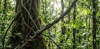 O veneno letal que indígenas extraem dos cipós da Amazônia e se tornou essencial para salvar vidas em cirurgias mundiais cipó Strychnos toxifera entrelaçado em árvores gigantes
