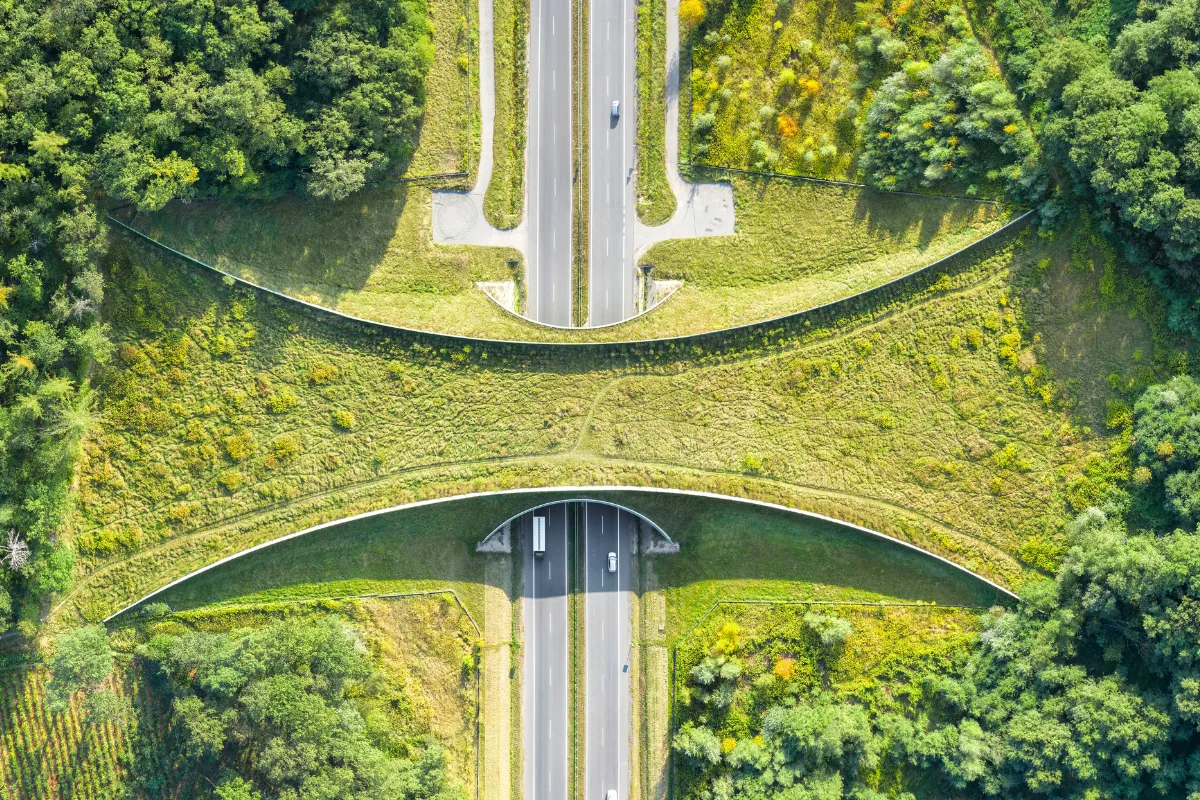 corredores verdes o ecologicos que son tipos e importancia 3604 1200