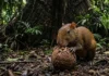 A castanheira gigante que depende da abelha solitária e do dente da cutia para sobreviver na floresta amazônica cutia roendo o ouriço lenhoso da castanha-do-pará sob a sombra de uma árvore