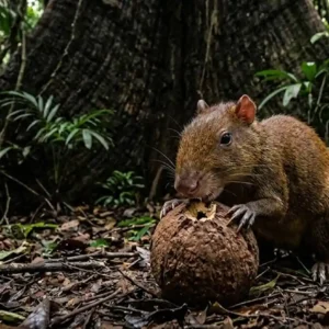 A castanheira gigante que depende da abelha solitária e do dente da cutia para sobreviver na floresta amazônica cutia roendo o ouriço lenhoso da castanha-do-pará sob a sombra de uma árvore