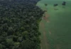 Brasil reduz perdas florestais e ajuda a frear devastação global