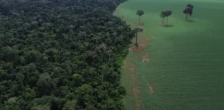Brasil reduz perdas florestais e ajuda a frear devastação global