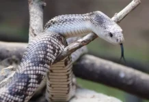 Primavera na Flórida: Por que o aumento da temperatura atrai mais serpentes?