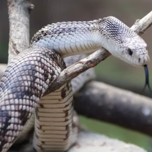 Primavera na Flórida: Por que o aumento da temperatura atrai mais serpentes?