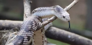 Primavera na Flórida: Por que o aumento da temperatura atrai mais serpentes?