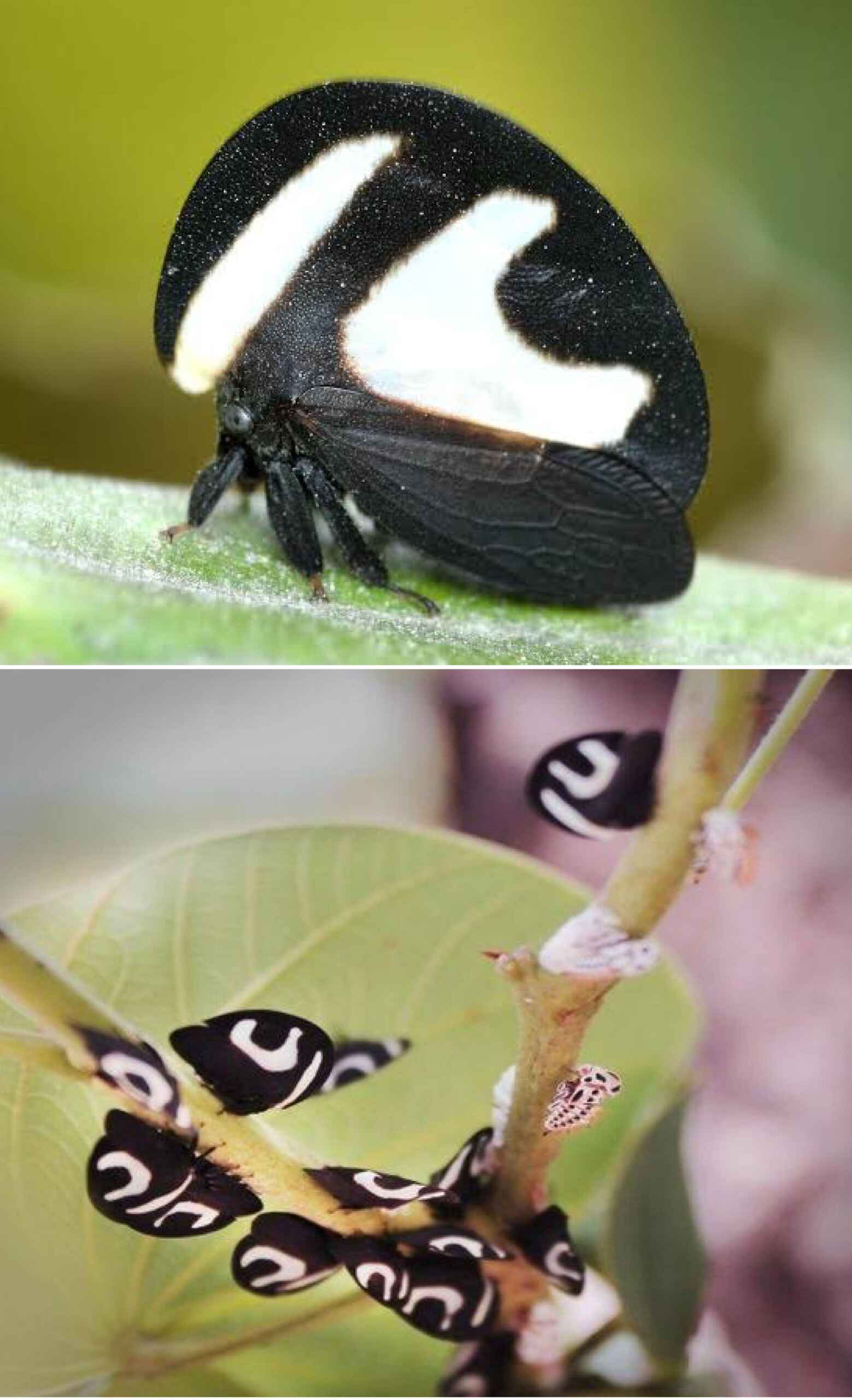 5 funções adaptativas do pronoto nos soldadinhos que explicam o mimetismo e a camuflagem como estratégias de sobrevivência no reino dos insetos. 1 eu lembrei de um inseto que via muito na infancia ele e v0