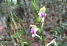 Planta considerada desaparecida há mais de cem anos é achada no Rio