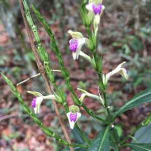 Planta considerada desaparecida há mais de cem anos é achada no Rio