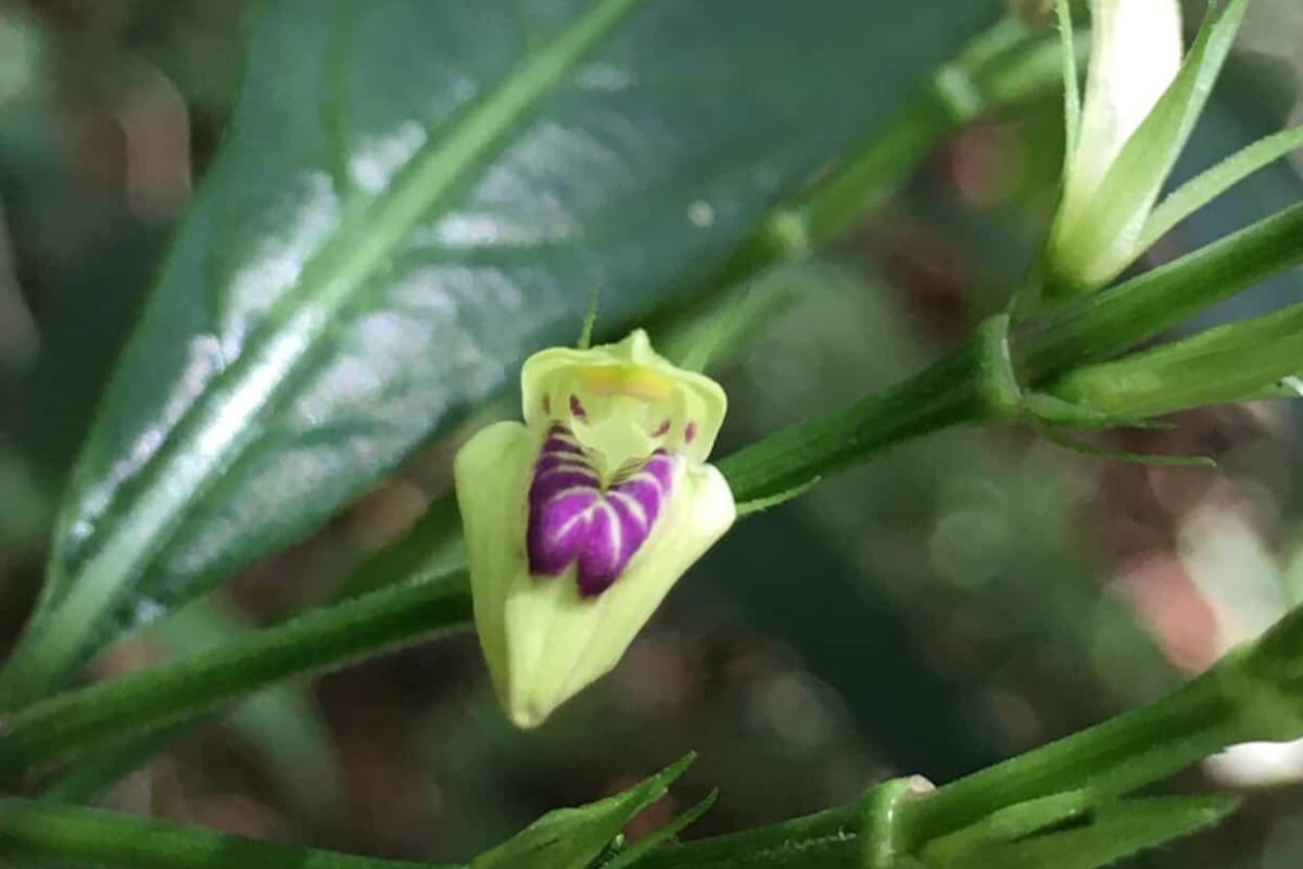 flor vanessa cabral 2 corte