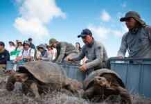 Cientistas apostam em tartarugas para restaurar natureza