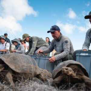 Cientistas apostam em tartarugas para restaurar natureza