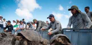 Cientistas apostam em tartarugas para restaurar natureza