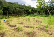 Parque da Serrinha do Paranoá e os riscos de resiliência hídrica no Distrito Federal após a exclusão de áreas estratégicas dadas ao Banco de Brasília.