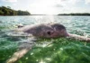 DNA prova que o golfinho do Tapajós é uma espécie exclusiva e o Brasil corre para evitar sua morte silenciosa DNA revela novo golfinho raro nas águas do Rio Tapajós