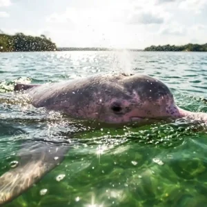 DNA prova que o golfinho do Tapajós é uma espécie exclusiva e o Brasil corre para evitar sua morte silenciosa DNA revela novo golfinho raro nas águas do Rio Tapajós
