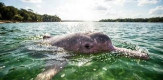DNA prova que o golfinho do Tapajós é uma espécie exclusiva e o Brasil corre para evitar sua morte silenciosa DNA revela novo golfinho raro nas águas do Rio Tapajós