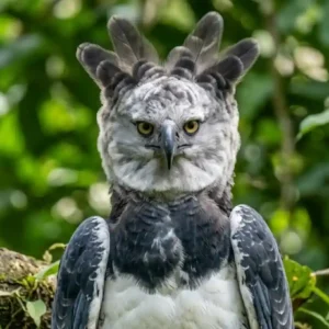 Por que a sobrevivência da Harpia é o termômetro do clima global Uma Harpia exibindo seu penacho duplo erguido e olhos penetrantes