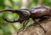 O besouro-rinoceronte e sua força extraordinária proporcional no coração da floresta amazônica preservada O besouro-rinoceronte e sua força extraordinária proporcional no coração da floresta amazônica preservada
