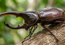 El escarabajo rinoceronte y la fuerza que la biomecánica explica O besouro-rinoceronte e sua força extraordinária proporcional no coração da floresta amazônica preservada