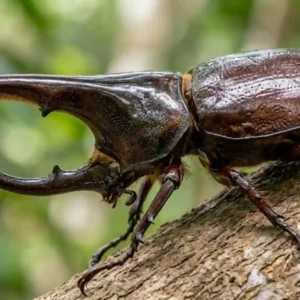 O besouro-rinoceronte e sua força extraordinária proporcional no coração da floresta amazônica preservada O besouro-rinoceronte e sua força extraordinária proporcional no coração da floresta amazônica preservada