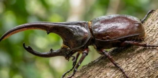 O besouro-rinoceronte e sua força extraordinária proporcional no coração da floresta amazônica preservada O besouro-rinoceronte e sua força extraordinária proporcional no coração da floresta amazônica preservada