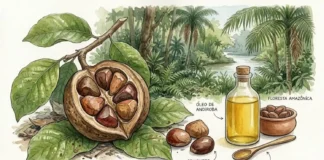 A semente de andiroba que os ribeirinhos usam para curar inflamações e afastar mosquitos na floresta