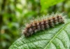O segredo das cerdas da lagarta de fogo que escondem veneno potente capaz de causar queimadura intensa no ser humano