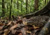 A majestosa surucucu-pico-de-jaca domina as florestas tropicais enquanto a ciência estuda sua complexa e fascinante biologia evolutiva amazônica