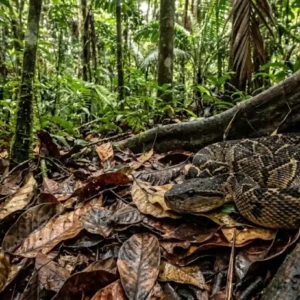 A majestosa surucucu-pico-de-jaca domina as florestas tropicais enquanto a ciência estuda sua complexa e fascinante biologia evolutiva amazônica