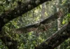 O segredo da soberania da harpia nas florestas tropicais e sua incrível capacidade de manobra em ambientes de dossel fechado
