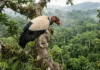 O imponente voo do urubu-rei e sua função vital para a biodiversidade da floresta amazônica