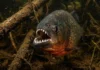 A incrível força da piranha vermelha amazônica supera em proporção a mordida de grandes predadores pré-históricos e tubarões modernos