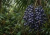 A jornada linguística do açaí tupi e o impacto positivo da bioeconomia sustentável na preservação das florestas tropicais brasileiras