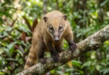 El coatí y la destreza de sus manos para abrir frutos duros A extraordinária destreza manual dos quatis e como eles abrem frutas duras na floresta amazônica