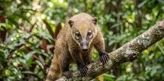 A extraordinária destreza manual dos quatis e como eles abrem frutas duras na floresta amazônica A extraordinária destreza manual dos quatis e como eles abrem frutas duras na floresta amazônica